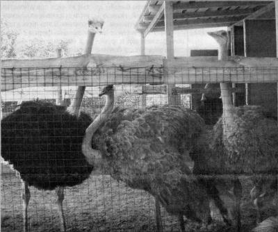 Житель Рязанской области разводит страусов